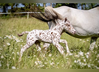 Knabstrup, Stallion, 3 years, 15.1 hh, Leopard-Piebald