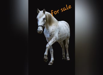 Knabstrup, Stallion, 3 years, 15.1 hh, Leopard-Piebald