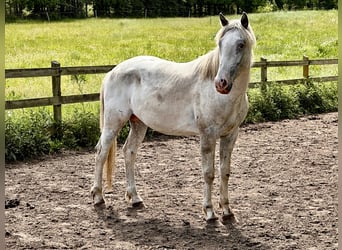 Knabstrup, Stallion, 3 years, 15.2 hh, Leopard-Piebald