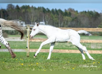 Knabstrup, Stallion, 3 years, 15.2 hh, Leopard-Piebald