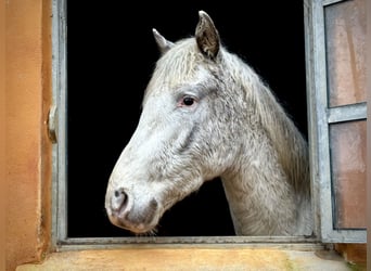 Knabstrup, Stallion, 3 years, 15.2 hh, White