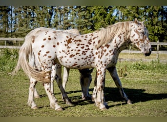 Knabstrup, Stallion, 3 years, 15 hh, Leopard-Piebald