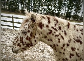 Knabstrup, Stallion, 3 years, 15 hh, Leopard-Piebald