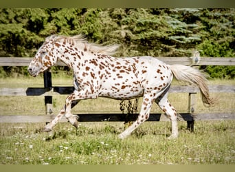 Knabstrup, Stallion, 3 years, 15 hh, Leopard-Piebald