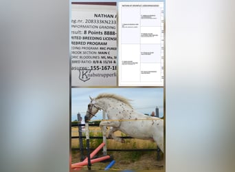 Knabstrup, Stallion, 3 years, 15,1 hh, Leopard-Piebald