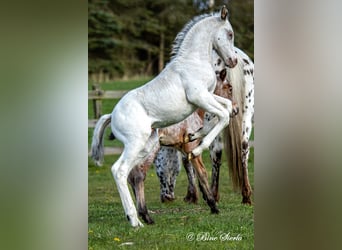 Knabstrup, Stallion, 3 years, 15,2 hh, Leopard-Piebald