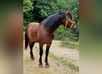Knabstrup, Stallion, 3 years, 16.1 hh, Brown