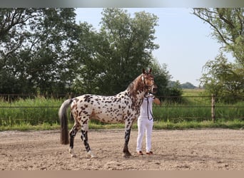 Knabstrup, Stallion, 4 years, 15.1 hh, Leopard-Piebald
