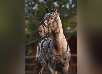 Knabstrup Mix, Stallion, 4 years, 15.2 hh, Leopard-Piebald