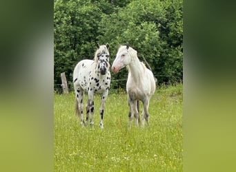 Knabstrup, Stallion, 4 years, 15 hh, Leopard-Piebald