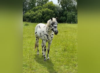 Knabstrup, Stallion, 4 years, 15 hh, Leopard-Piebald