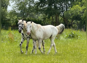 Knabstrup, Stallion, 4 years, 15 hh, White