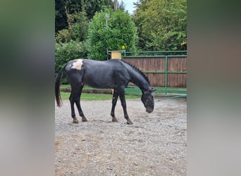 Knabstrup, Stallion, 5 years, 16.2 hh, Black