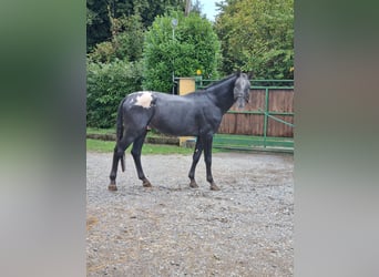 Knabstrup, Stallion, 5 years, 16.2 hh, Black