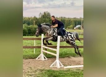 Knabstrup Mix, Stallion, 6 years, 16 hh, Leopard-Piebald