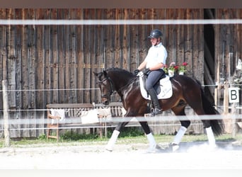 Knabstrup, Stallion, 7 years, 15,1 hh, Bay-Dark