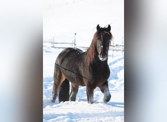 Knabstrup, Stallion, 7 years, 15,1 hh, Bay-Dark