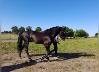 Knabstrup, Stallion, 7 years, 15,1 hh, Bay-Dark