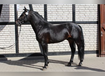 Knabstrup, Stallion, 7 years, 15.1 hh, Bay-Dark