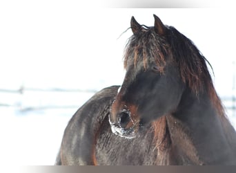 Knabstrup, Stallion, 7 years, 15,1 hh, Bay-Dark