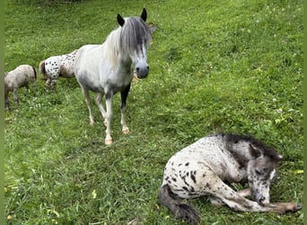 Knabstrup Mix, Stallion, , 11,2 hh, Leopard-Piebald