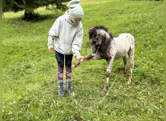 Knabstrup Mix, Stallion, , 11,2 hh, Leopard-Piebald