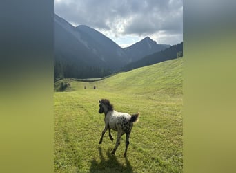 Knabstrup Mix, Stallion, , 11,2 hh, Leopard-Piebald