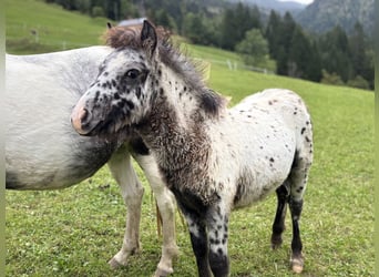 Knabstrup Mix, Stallion, , 11,2 hh, Leopard-Piebald