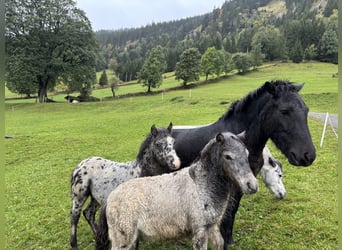 Knabstrup Mix, Stallion, , 11,2 hh, Leopard-Piebald