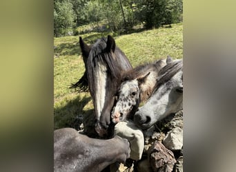 Knabstrup Mix, Stallion, , 11,2 hh, Leopard-Piebald