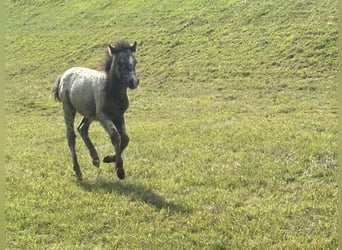 Knabstrup Mix, Stallion, , 11,2 hh, Leopard-Piebald