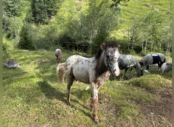 Knabstrup Mix, Stallion, , 11,2 hh, Leopard-Piebald