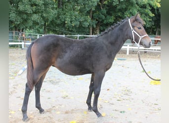 Knabstrup, Stallion, Foal (02/2025), 14.2 hh, Brown
