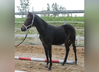 Knabstrup, Stallion, Foal (02/2025), 14.2 hh, Brown