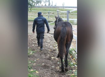 Knabstrup, Stallion, Foal (02/2025), 14.2 hh, Brown