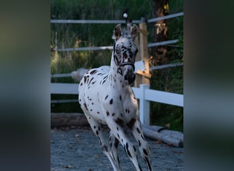 Knabstrup, Stallion, Foal (06/2023), 14.2 hh, Leopard-Piebald