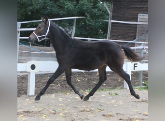Knabstrup, Stallion, Foal (02/2025), 14,2 hh, Brown