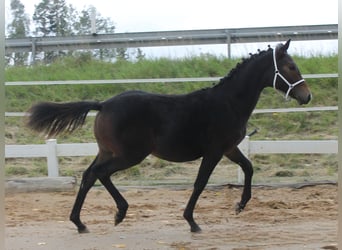 Knabstrup, Stallion, Foal (02/2025), 14,2 hh, Brown