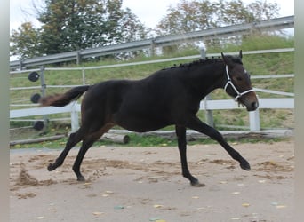 Knabstrup, Stallion, Foal (02/2025), 14,2 hh, Brown