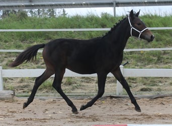 Knabstrup, Stallion, Foal (02/2025), 14,2 hh, Brown