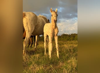 Knabstrup, Stallion, , 14,2 hh, Leopard-Piebald