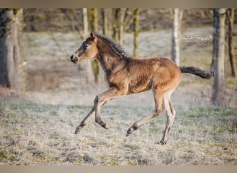 Knabstrup, Stallion, , 14,3 hh, Brown