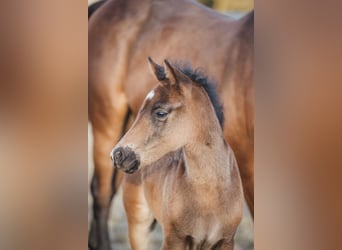 Knabstrup, Stallion, , 14,3 hh, Brown