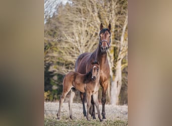 Knabstrup, Stallion, , 14,3 hh, Brown