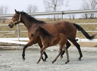 Knabstrup, Stallion, , 14,3 hh, Brown