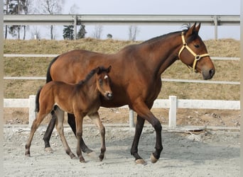 Knabstrup, Stallion, , 14,3 hh, Brown