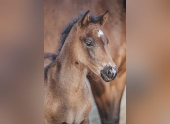 Knabstrup, Stallion, , 14,3 hh, Brown
