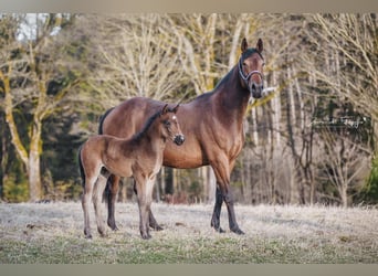 Knabstrup, Stallion, , 14,3 hh, Brown