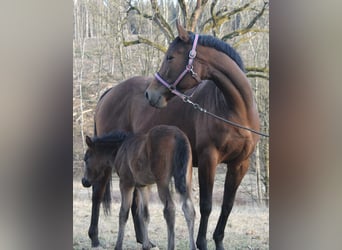 Knabstrup, Stallion, , 14,3 hh, Brown