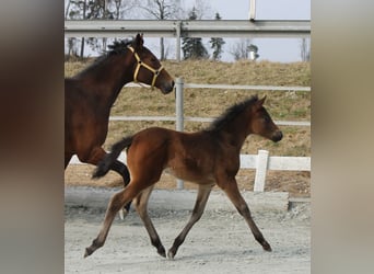 Knabstrup, Stallion, , 14,3 hh, Brown